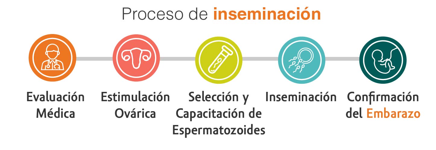 proceso-inseminacion